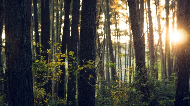 Healthy sustainable forest